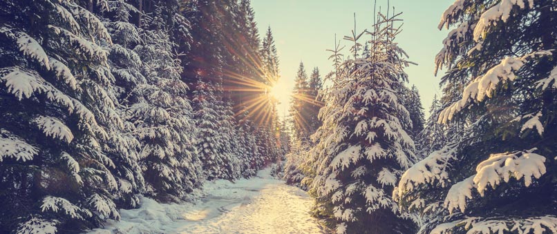 grantræer i sneen i flot vinterlandskab